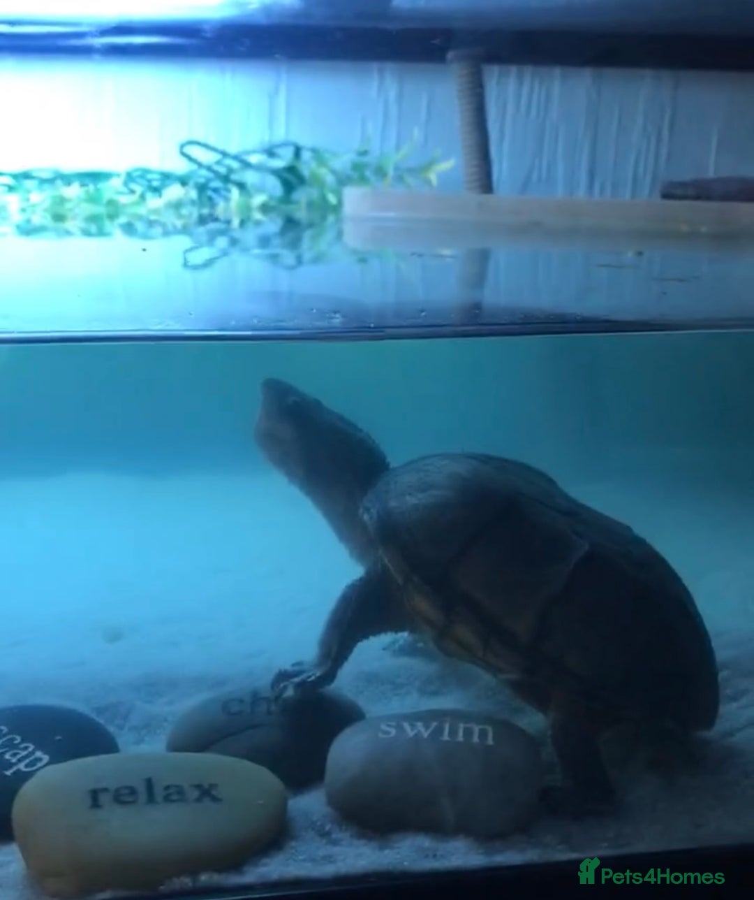 Turtle reptiles for sale: Musk turtles - Image 2