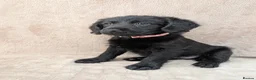 Labradoodle dogs for sale: Reduced - 2 girls left - Miniature Labradoodles - Advert 8