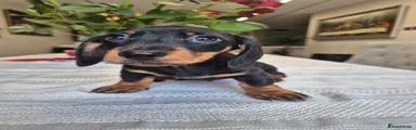 Dachshund Puppy 6