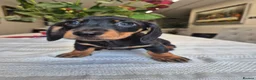 Dachshund dogs for sale: 💙 Miniature Dachshund Boy!💙 - Advert 40