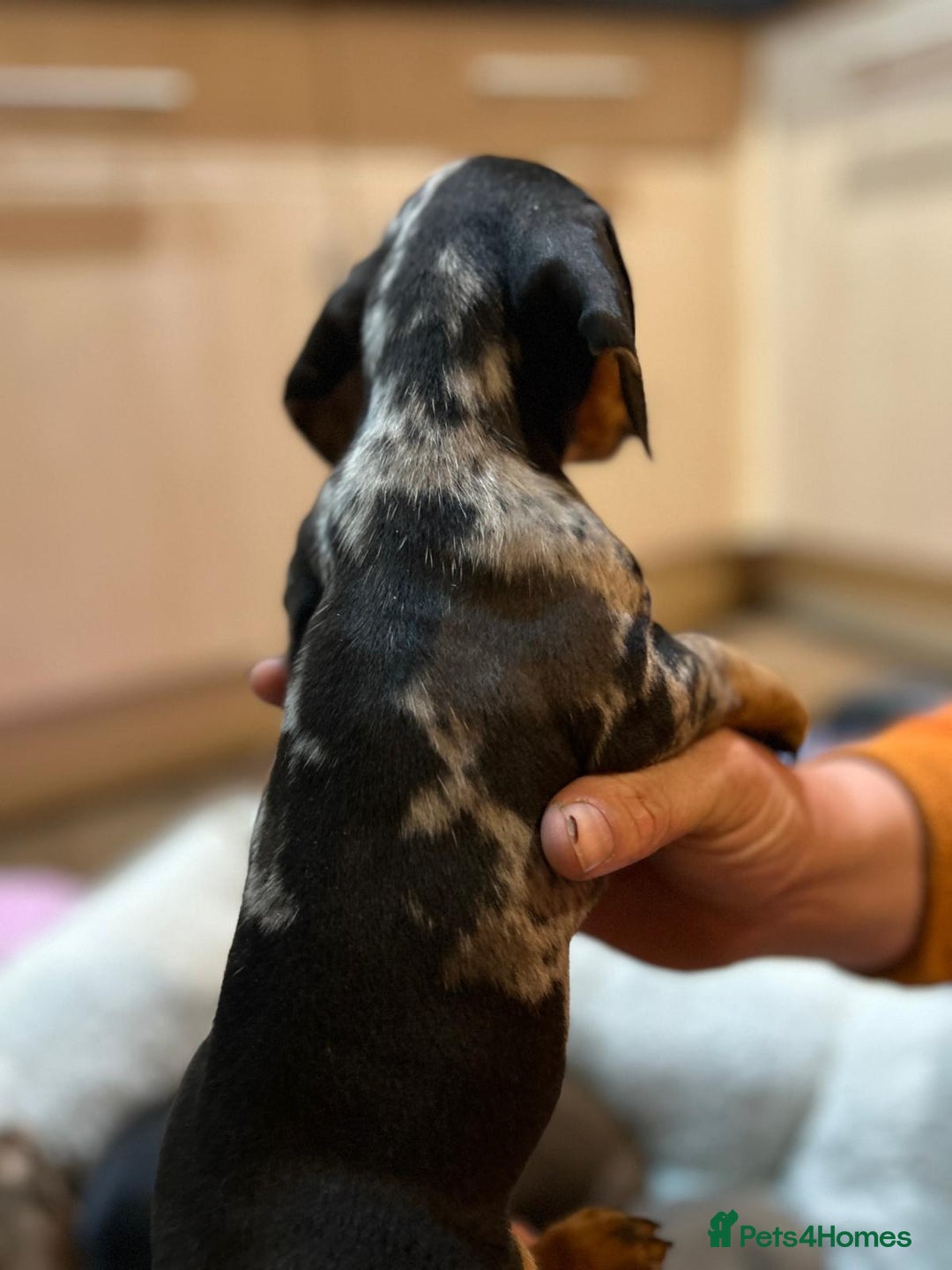 Miniature Dachshund dogs for sale: Stunning rainbow litter mini dachshunds - Advert 11