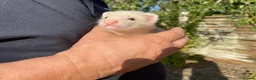 Ferret rodents for sale: Ferret kits for sale - Advert 9