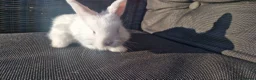 Mini Lop rabbits for sale: Mini lop for sale - Advert 3