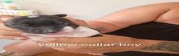 Sprollie dogs for sale: Gorgeous Sprollies puppies  Ready to leave  - Advert 33