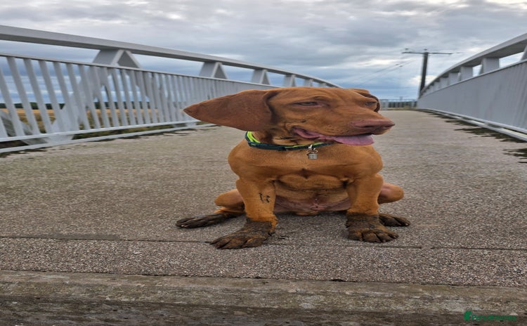 Hungarian Vizsla dogs - Advert 7