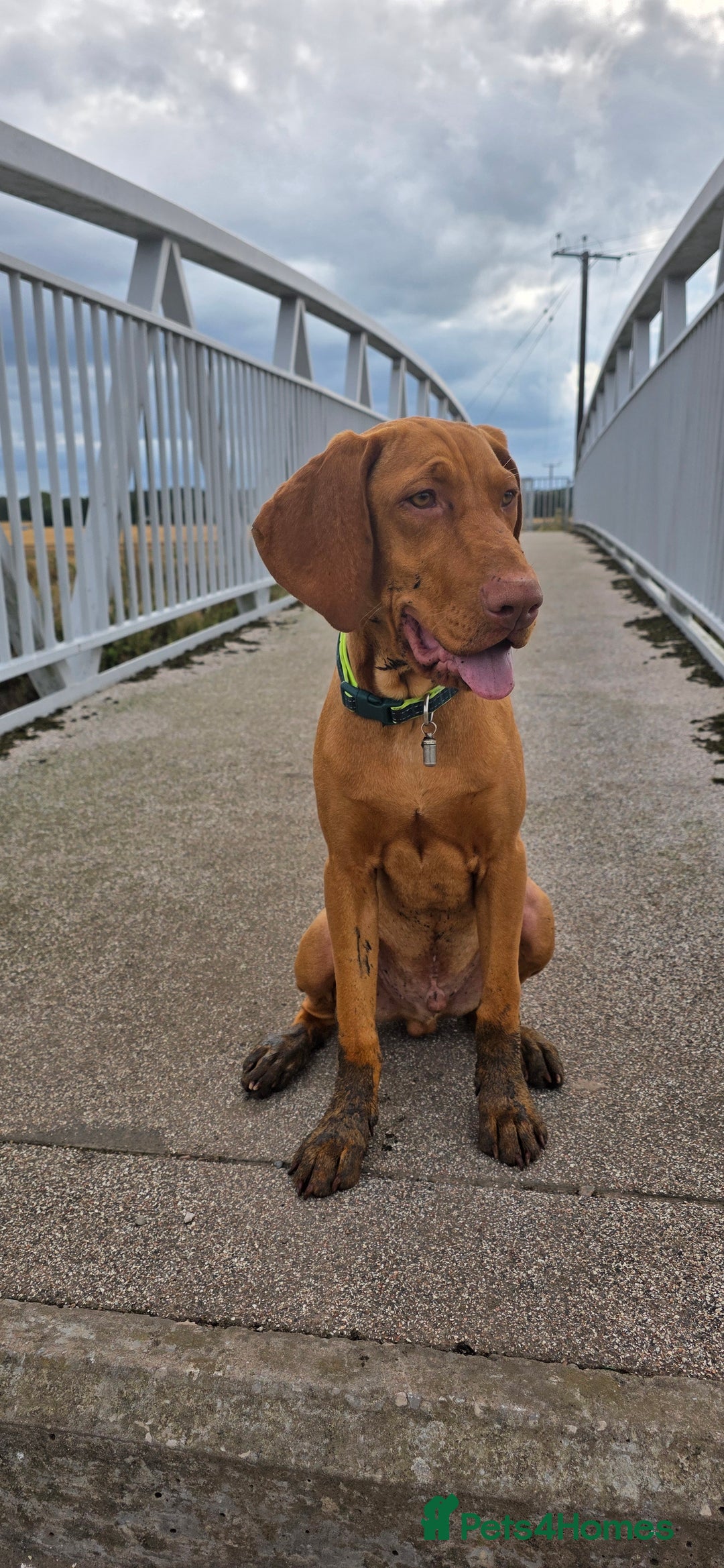 Hungarian Vizsla dogs for sale: 6 month old hungarian vizsla - Image 1