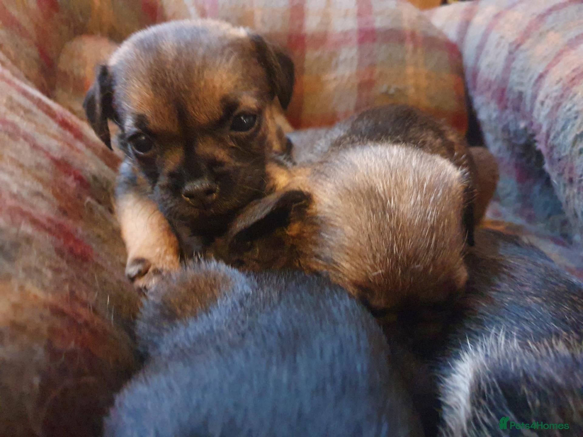 Border Terrier dogs Border Terrier Puppies For Sale (4 weeks old)  - Advert 18