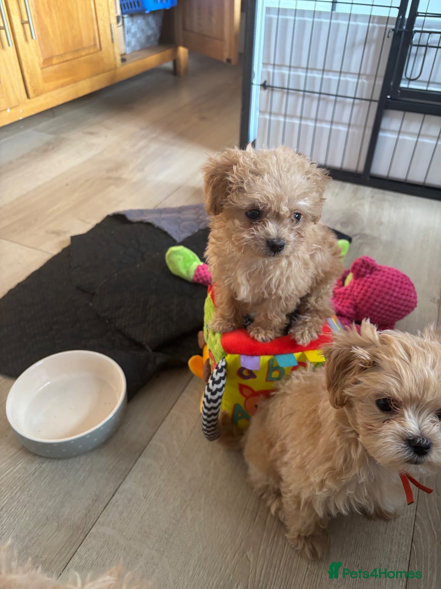 Maltipoo dogs Asian tiny x-small multipoo puppies f1 - Advert 2