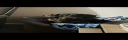 Miniature Dachshund dogs for sale: 3 year old Male Mini Daschund for rehoming  - Advert 3