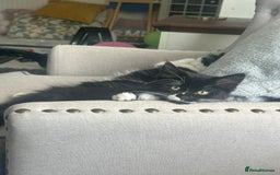 Mixed Breed cats for sale: X2 black and white fluffy girl kittens left - Image 16