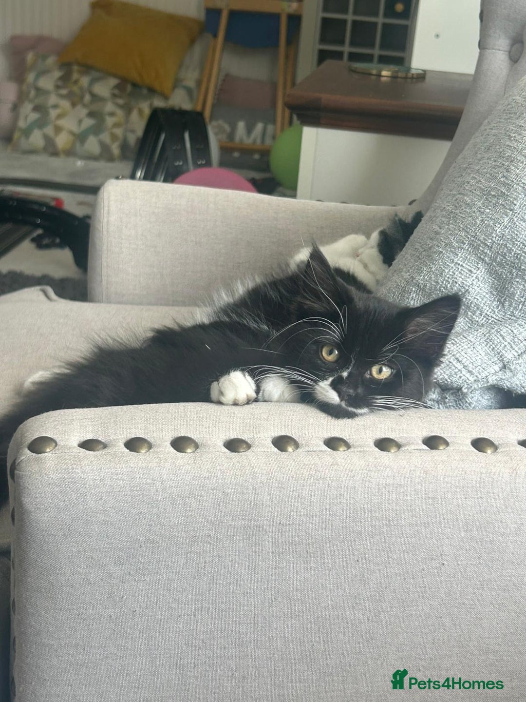 Mixed Breed cats for sale: X2 black and white fluffy girl kittens left - Image 16