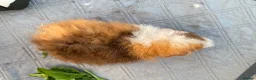 Guinea Pig rodents for sale: Bonded teddy x Abyssinian males - Advert 8