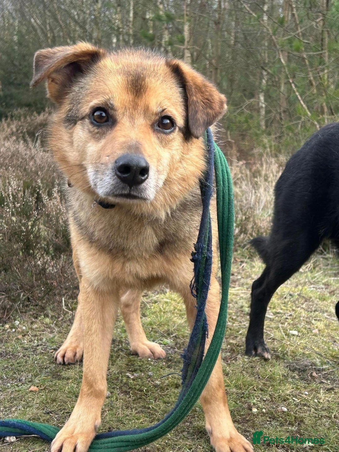 Mixed Breed dogs for adoption: Einstein - Norwich Norfolk  in Norwich - Image 3