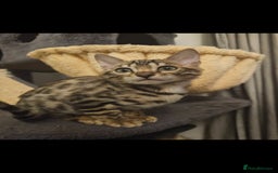 Bengal cats for sale: Male bengal - last kitten left - Image 4