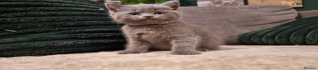 British Shorthair Kitten 3