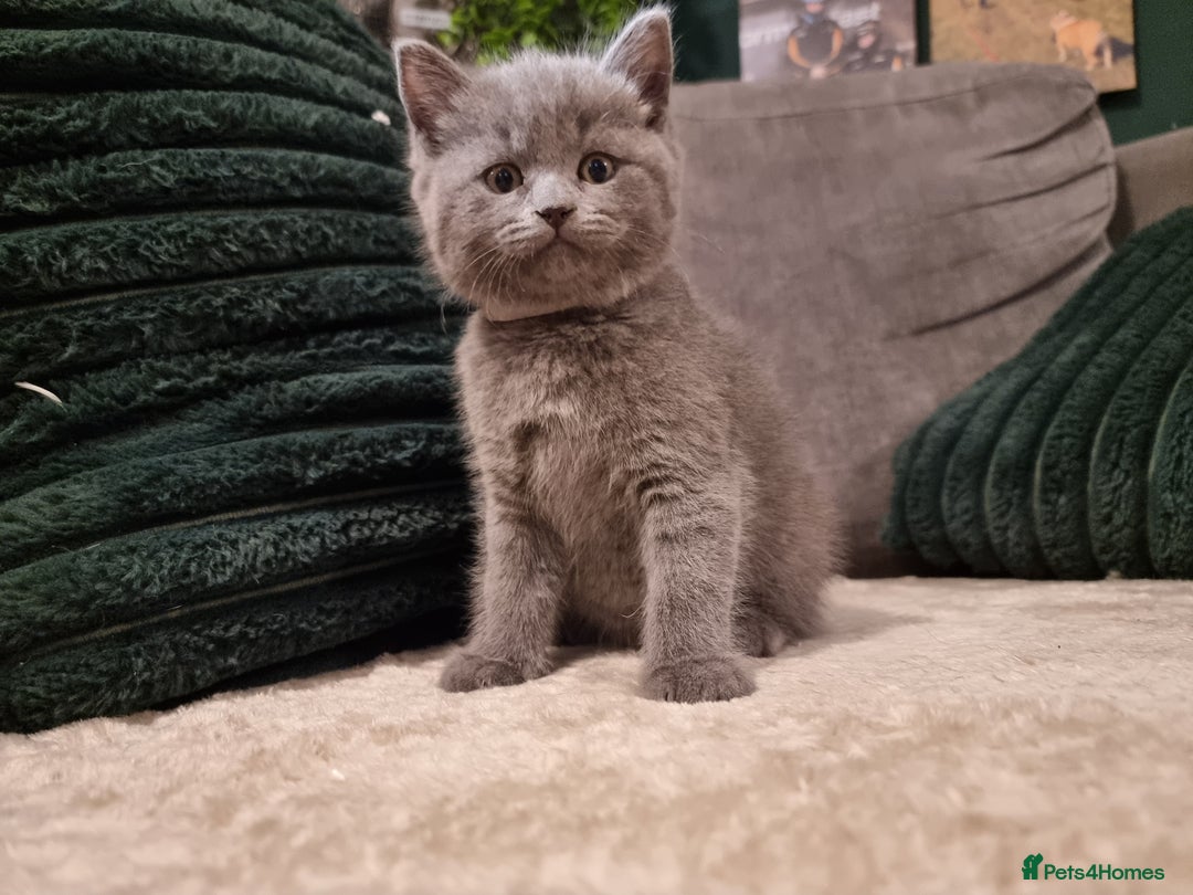British Shorthair cats for sale: Beautiful chunky BSH kittens - Advert 9