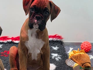 Boxer dogs Absolutely Stunning male Pedigree Boxers 🐾 - Advert 2