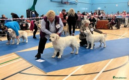 Golden Retriever dogs for stud: At Stud to Approved Bitches - Image 9