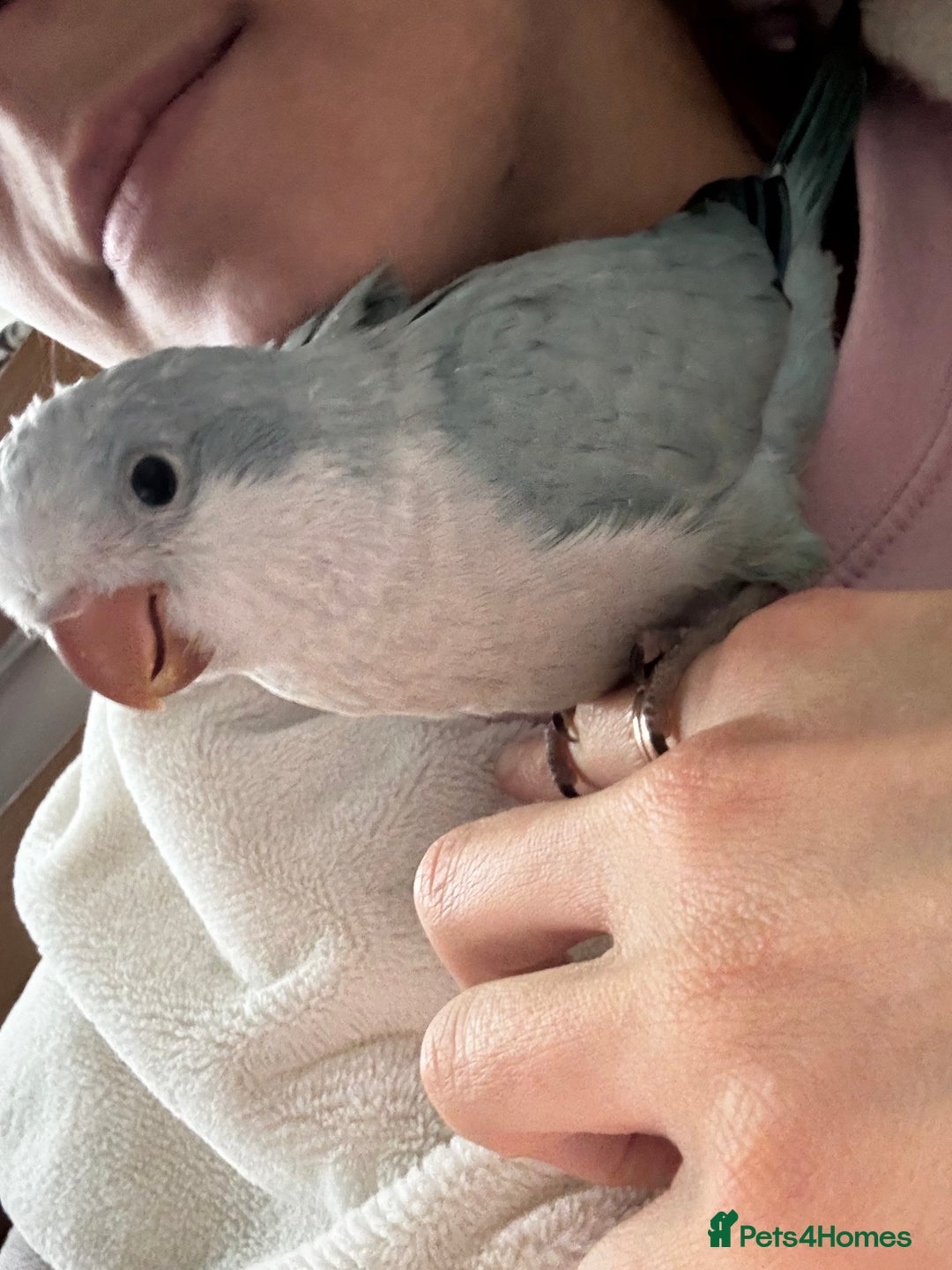 Parrots birds for sale: Silly tame Quakers looking for their forever home  - Image 7