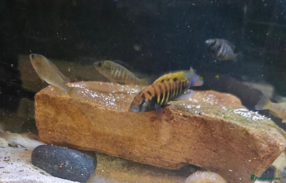 Cichlids fish Ruti island fireback cichlids - Advert 9