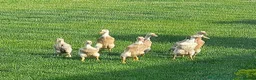Ducks poultry for sale: Point Of Lay Female Indian Runner Ducks  - Advert 6