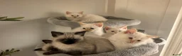 Ragamese cats for sale: Flame Point Ragamese Kittens in Accrington - Advert 6