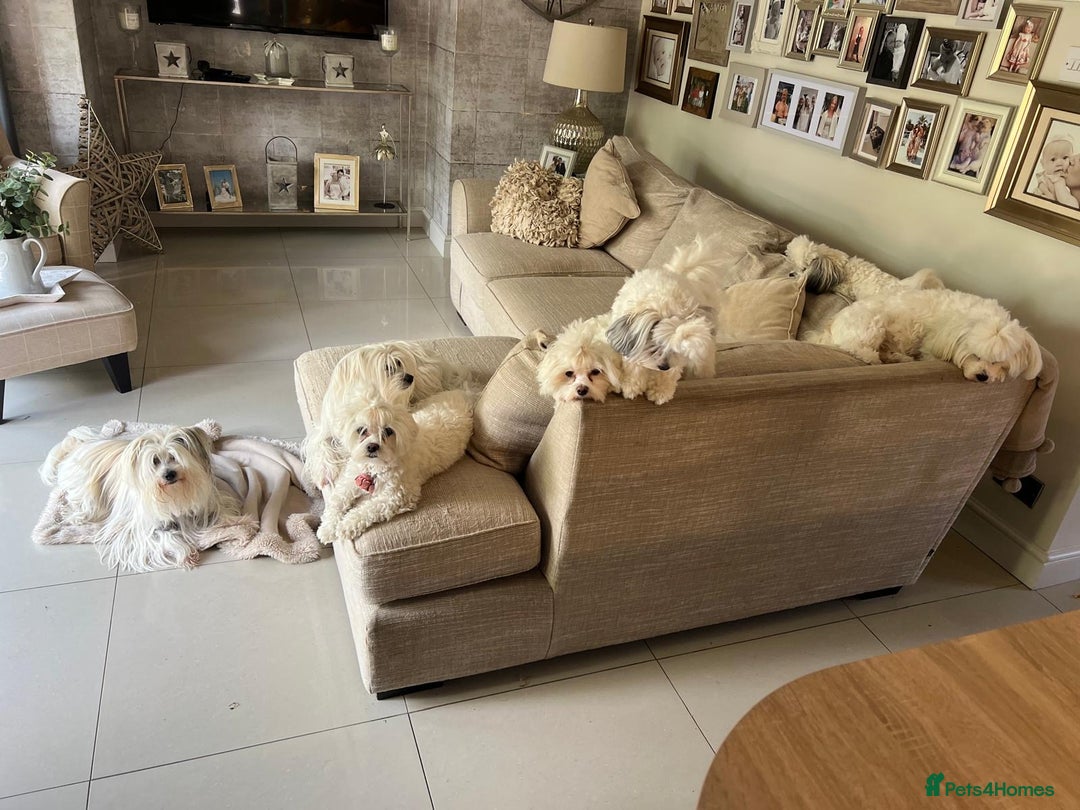 Maltese dogs for sale: Maltese puppies  - Advert 8