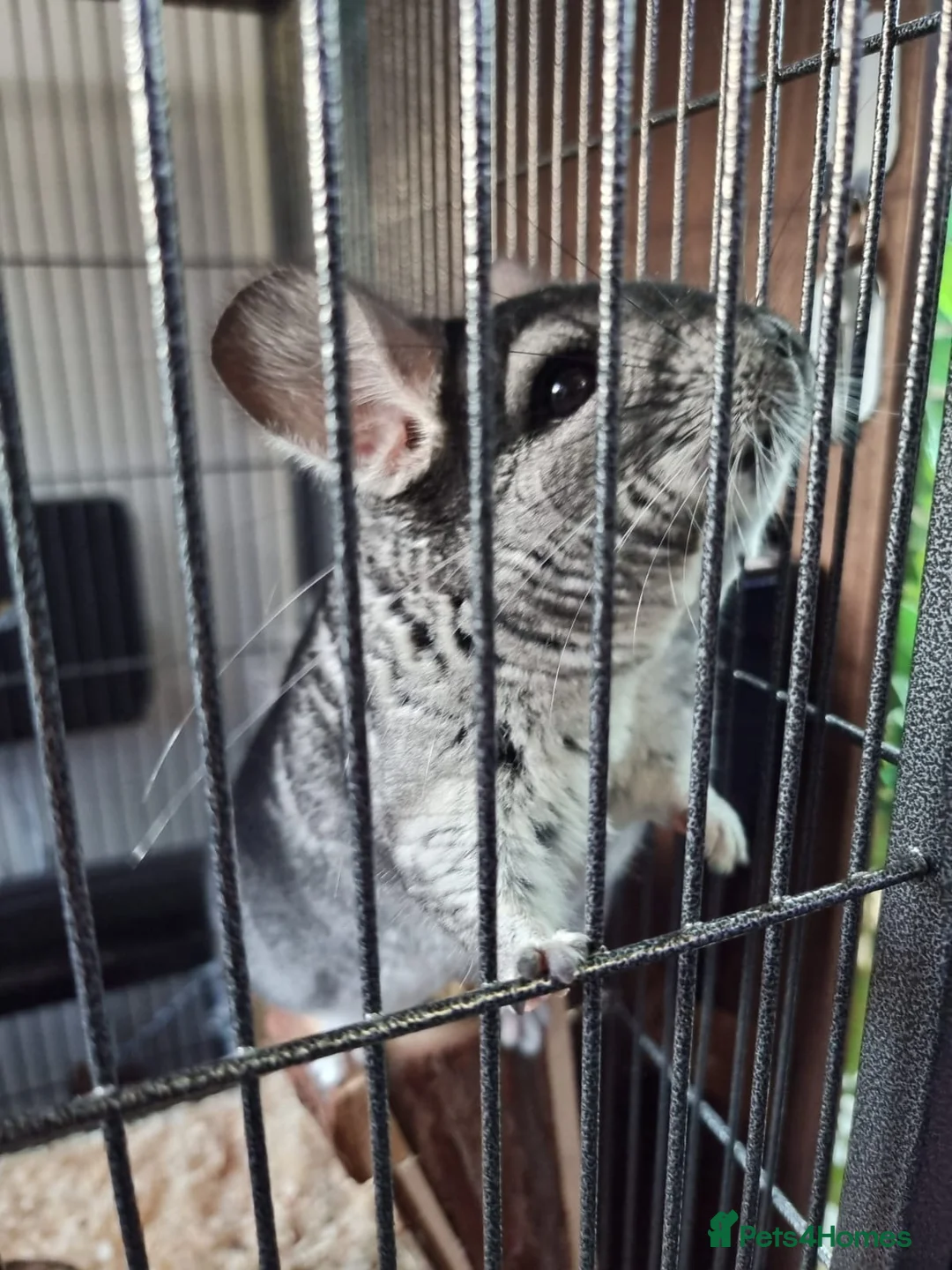 Chinchilla rodents for sale: Adult male Chinchilla + Set Up  in Cranbrook - Advert 1