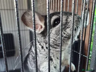 Chinchilla rodents Adult male Chinchilla + Set Up - Advert 2