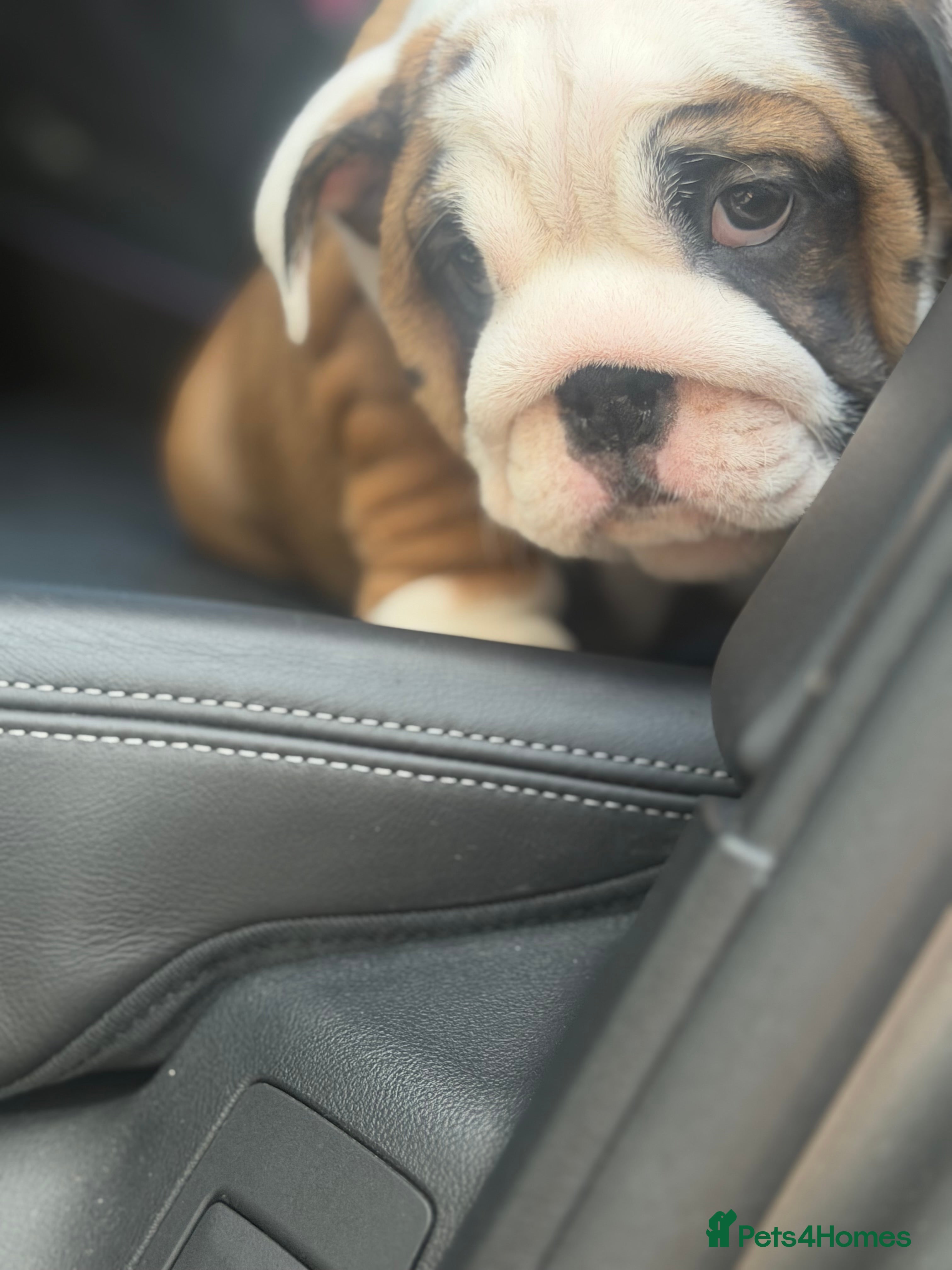 English Bulldog dogs Quality English bulldogs  - Advert 2