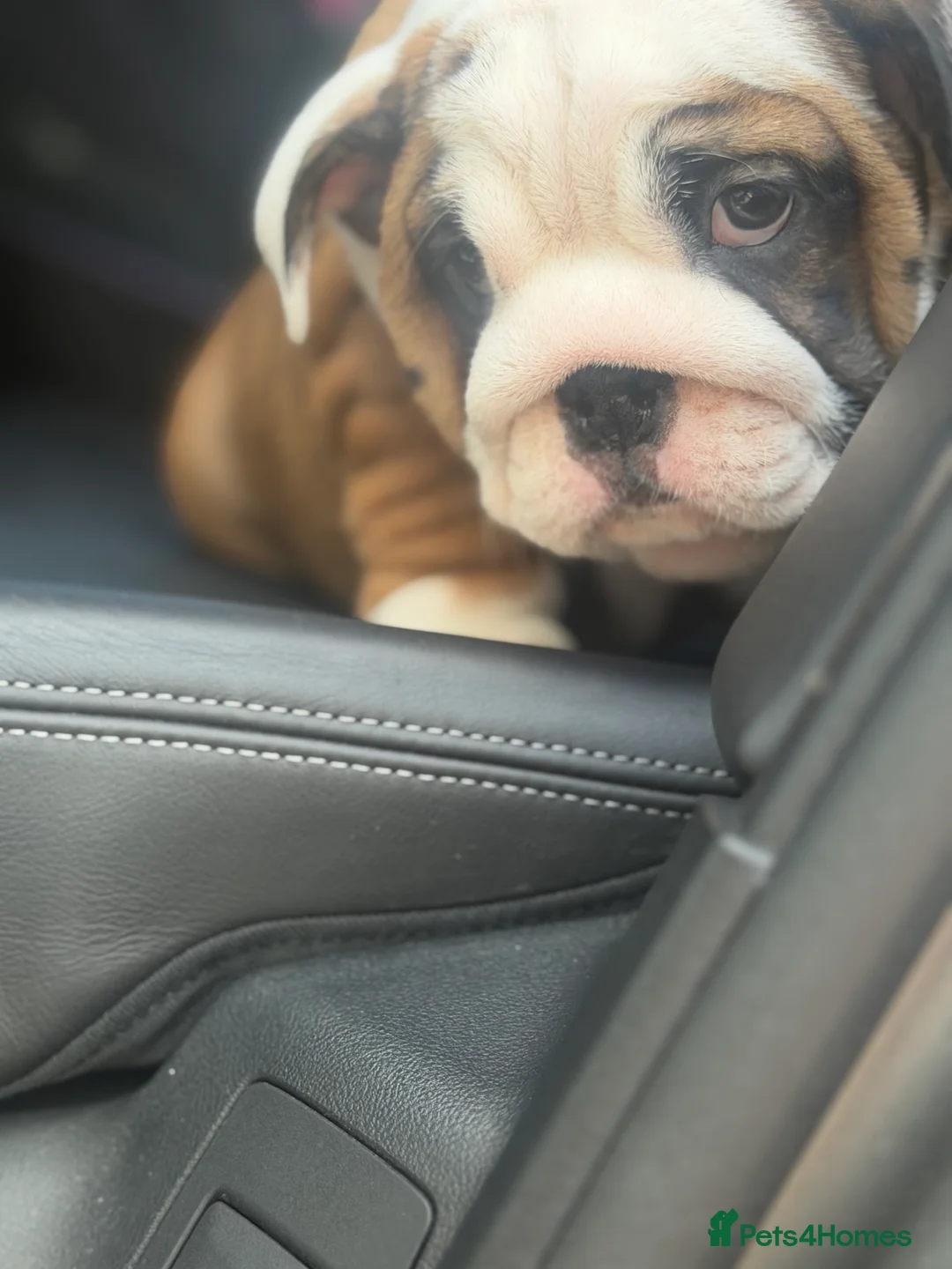 English Bulldog dogs for sale: Quality English bulldogs  - Advert 12