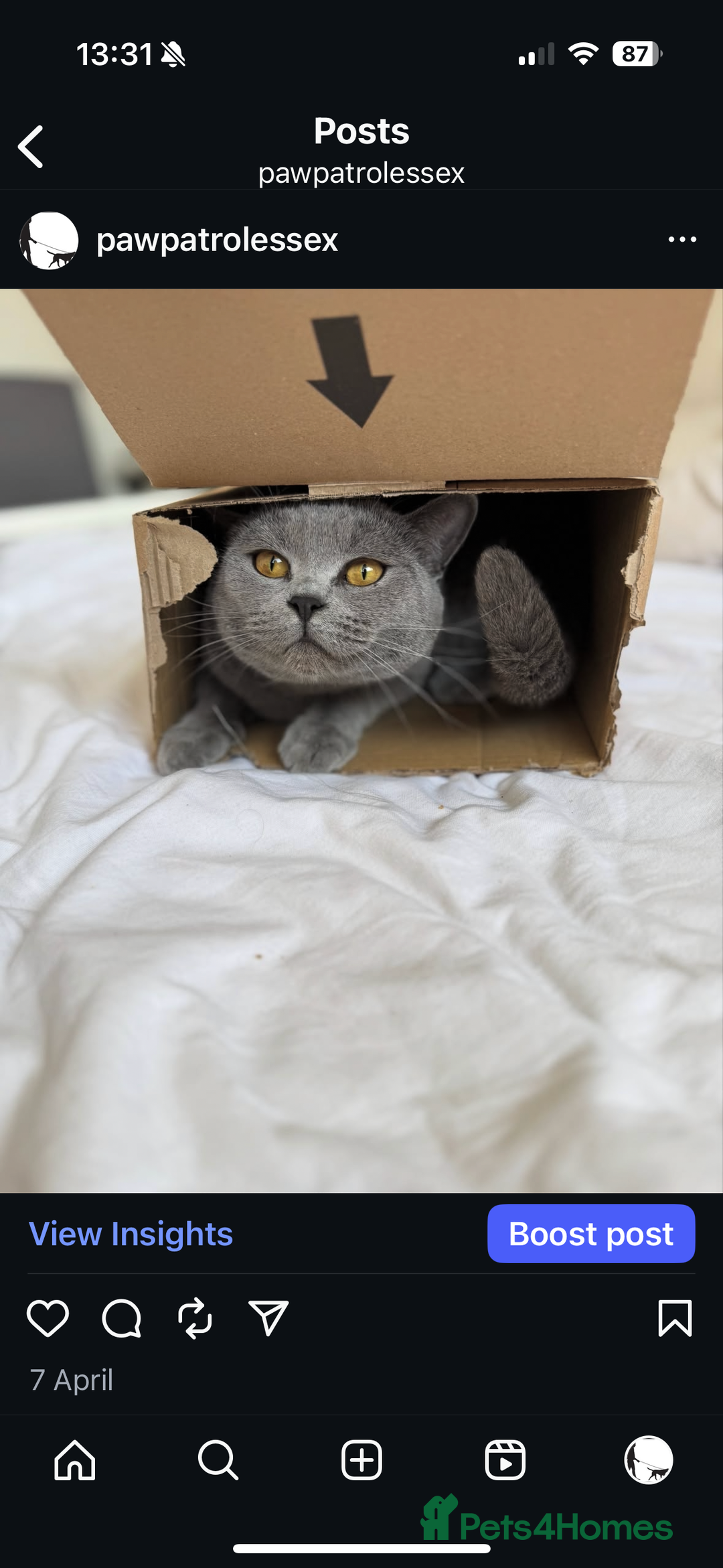 British Shorthair cats for sale: 🐾✨ Beautiful British Shorthair Cat Available ✨🐾 - Image 2