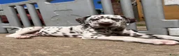 Dalmatian dogs for sale: 4 Girls, 1 Boy KC Dalmatians - ready to leave!  - Advert 3