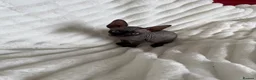 Sphynx cats for sale: Sphynx cannadian kittens ready now  - Advert 9