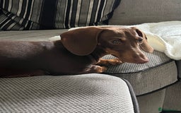 Miniature Dachshund dogs for sale: Miniature dachshund chocolate girl - Image 4