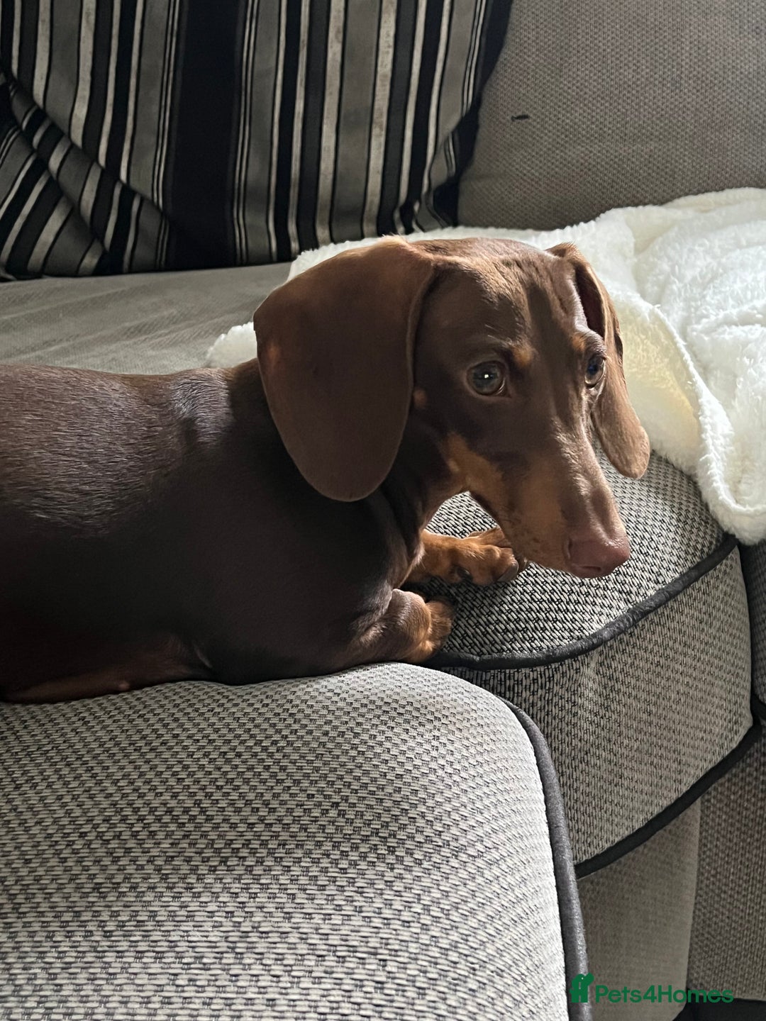 Miniature Dachshund dogs for sale: Miniature dachshund chocolate girl - Image 4