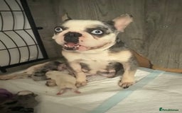 French Bulldog dogs for sale: French Bulldog Puppies for Sale Top Quality,  - Image 21