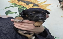 Mixed Breed dogs for sale: Black and Tan Puppies - Image 5