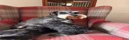 Miniature Schnauzer dogs for sale: KC registered, health tested, puppies ready now!  - Advert 9