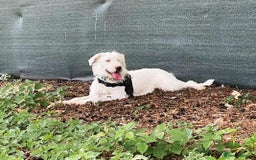 Mixed Breed dogs for adoption: BENJI - a handsome & gentle Boy  for a Loving Home - Image 24