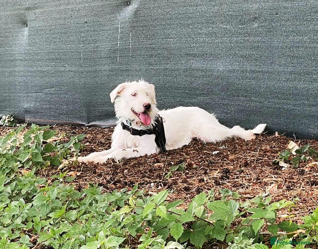 Mixed Breed dogs for adoption: BENJI - a handsome & gentle Boy  for a Loving Home - Image 24