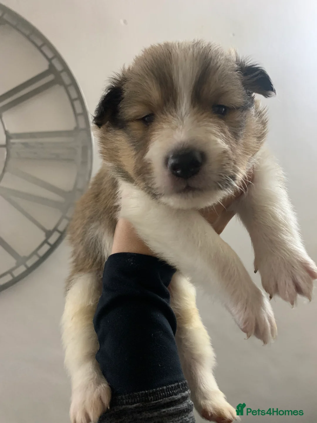 Shetland Sheepdog dogs for sale: KC REGISTERED LITTER OF SHETLAND SHEEPDOG PUPPIES  - Advert 34
