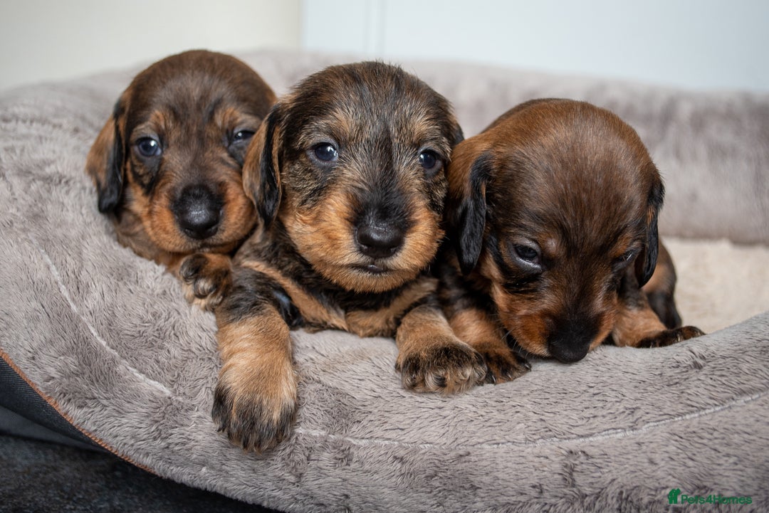 Dachshund dogs for sale: KC Standard Wire-haired Dachshund puppies - Image 5