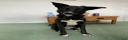 Mixed Breed dogs for adoption: MEET LOVELY FIG in Tonbridge - Advert 3