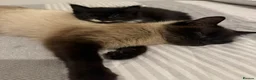 Mixed Breed cats for sale: Beautiful kittens looking for forever home  in Birmingham - Advert 12