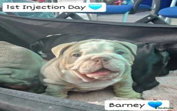 English Bulldog dogs for sale: Outstanding KC English Bulldogs, Top Quality Pups - Image 22