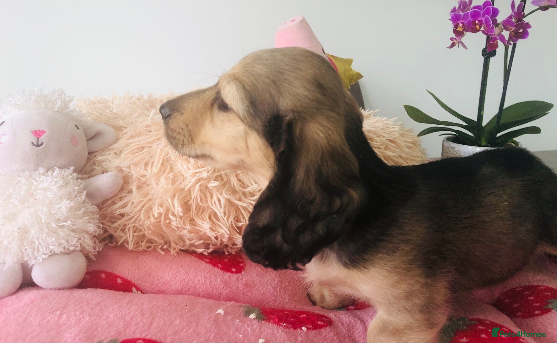 Miniature Dachshund dogs K.C.Reg Miniature Dachshund - Advert 7