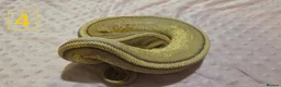 Python Snake reptiles for sale: rehoming/ breeding snakes - Advert 12