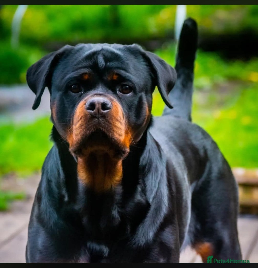 Rottweiler dogs for sale: Female Rottweiler pup for sale  - Advert 7