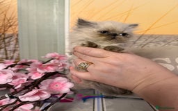 Persian cats for sale: Persians colour point  - Image 8
